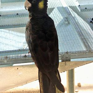 Yellow-tailed Black Cockatoo (Calyptorhynchus funereus)
