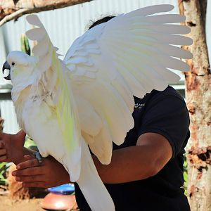 Sulphur-crested Cockatoo (Cacatua galerita)