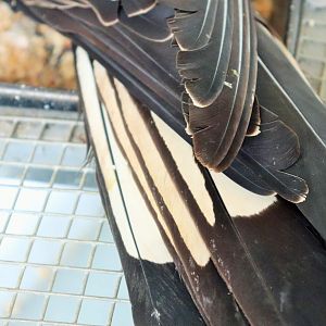 Carnaby's Black Cockatoo- White Tail Panels