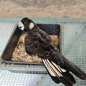 Carnaby's Black Cockatoo (Calyptorhynchus latirostris)