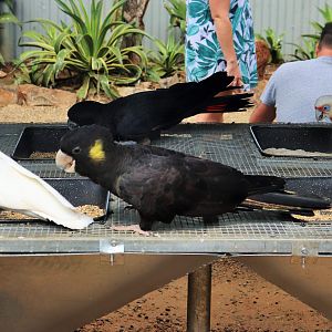 Five Species of Cockatoo In One Photo