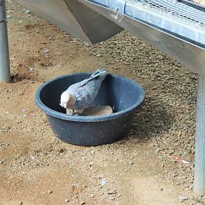 Galah x Little Corella (Eolophus roseicapilla x Cacatua sanguinea)