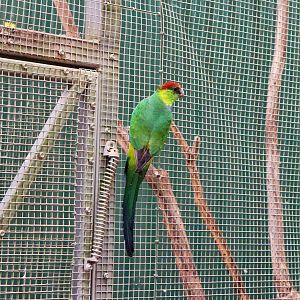 Red-capped Parrot (Purpureicephalus spurius)
