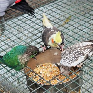 Green-cheeked Conure (Pyrrhura molinae) and Cockatiels (Nymphicus hollandicus)