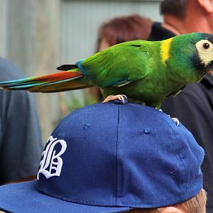 Yellow-collared Macaw (Primolius auricollis)