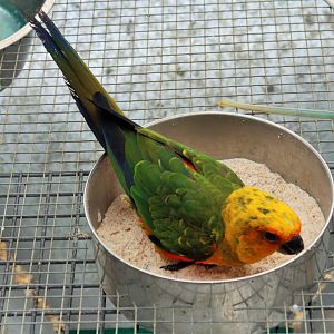 Janday Conure (Aratinga jandaya)