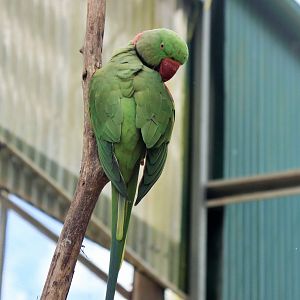 Alexandrine Parrot (Psittacula eupatria)