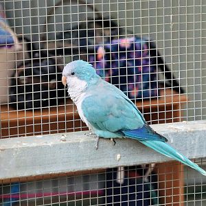 Blue Quaker Parrot (Myiopsitta monachus)
