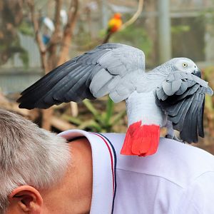 African Grey Parrot (Psittacus erithacus)