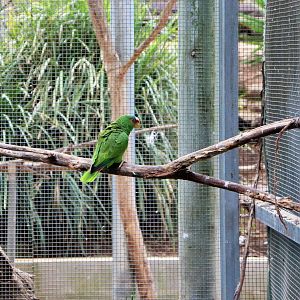 White-fronted Amazon (Amazona albifrons)