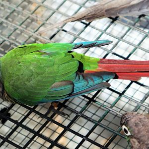 Green-cheeked Conure (Pyrrhura molinae)