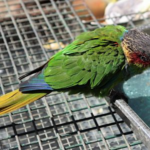 Blue-throated Conure (Pyrrhura cruentata)