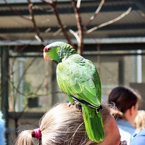 Lilac-crowned Amazon (Amazona finschi)