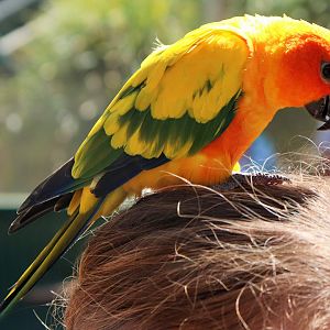 Sun Conure (Aratinga solstitialis)