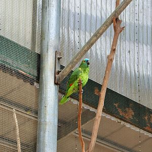 Blue-fronted Amazon (Amazona aestiva)