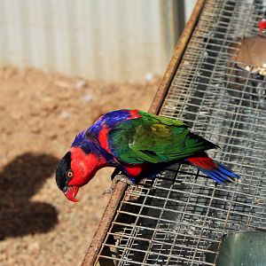 Black-capped Lory (Lorius lory)