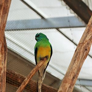 Red-rumped Parrot (Psephotus haematonotus)