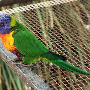 Rainbow Lorikeet (Trichoglossus moluccanus)