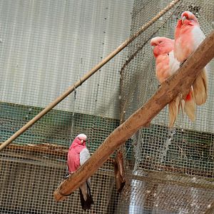Major Mitchell's Cockatoos (Lophochroa leadbeateri) and Galah (Eolophus roseicapilla)