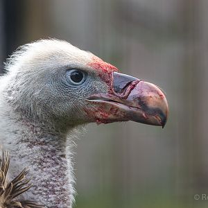 Rüppell's vulture : Hamerton : 05 Apr 2019