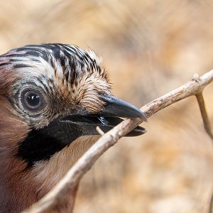 Eurasian jay (British jay) : Hamerton : 05 Apr 2019