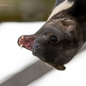 Tayra : Hamerton : 05 Apr 2019