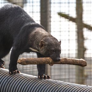Tayra : Hamerton : 05 Apr 2019