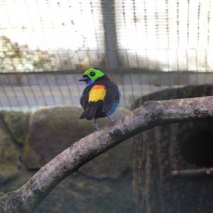 Paradise tanager (Tangara chilensis paradisea)