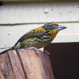 Gilded barbet (Capito auratus)