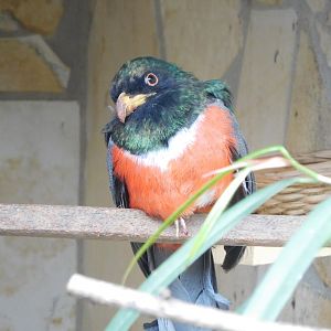 Black-tailed Trogon (Trogon melanurus)