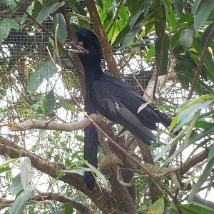 Long-wattled umbrellabird (Cephalopterus penduliger)