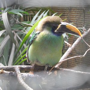 Blue-throated toucanet (Aulacorhynchus caeruleogularis)