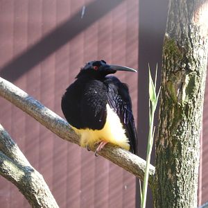 Twelve-wired bird-of-paradise (Seleucidis melanoleuca)