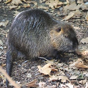 Coypu