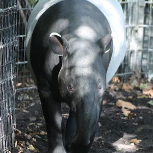 Malayan tapir