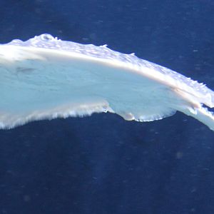 Thornback ray