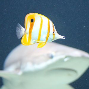 Living dangerous - Copperband butterflyfish