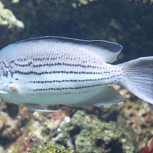Black-striped angelfish - Genicanthus lamarck