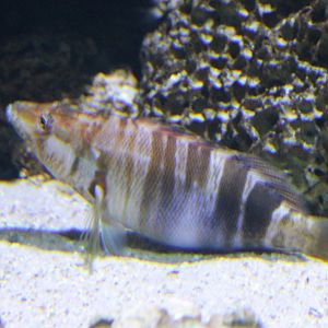 Serranus scriba