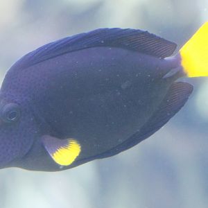 Yellow-tailed tang