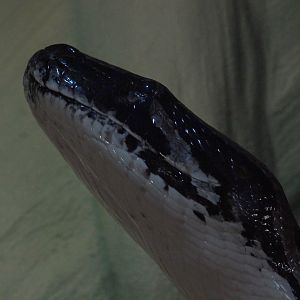 Burmese Python