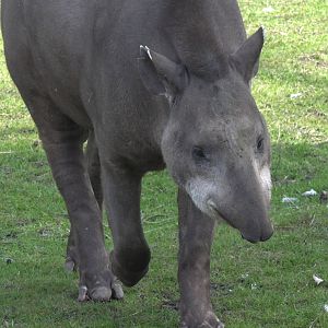 Brazilian Tapir