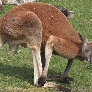 Red Kangaroo