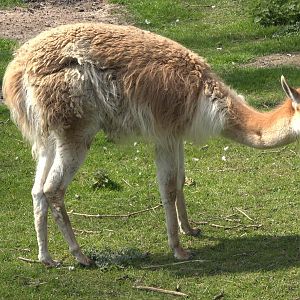 Vicugna