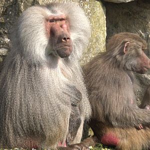 Hamadryas Baboons