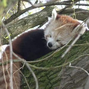 Red Panda