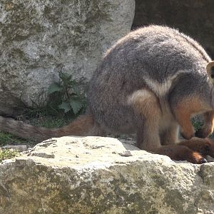 Yellow-footed rock-wallaby