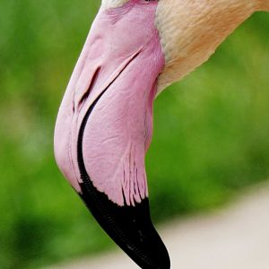 Apr. 2019 - Africa - Greater Flamingo
