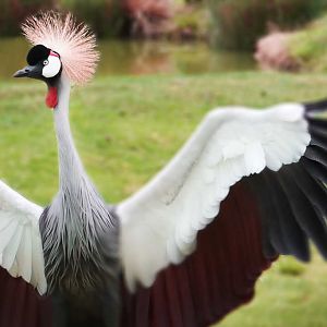 Apr. 2019 - Africa - Grey Crowned Crane