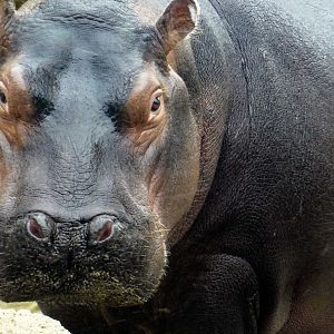 Apr. 2019 - Africa - Fiona